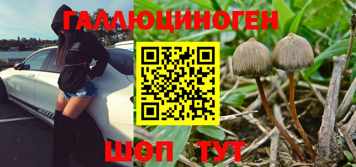 Волжский  Галлюциногенные грибы Psilocybe  даркнет сайт  Вход с VPN 
